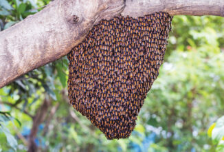 Giant Honeybee Shimmering Bee-Havior